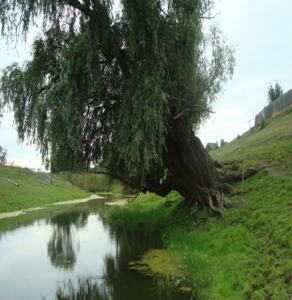image011